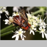 Phasia hemiptera - Raupenfliege m25.jpg